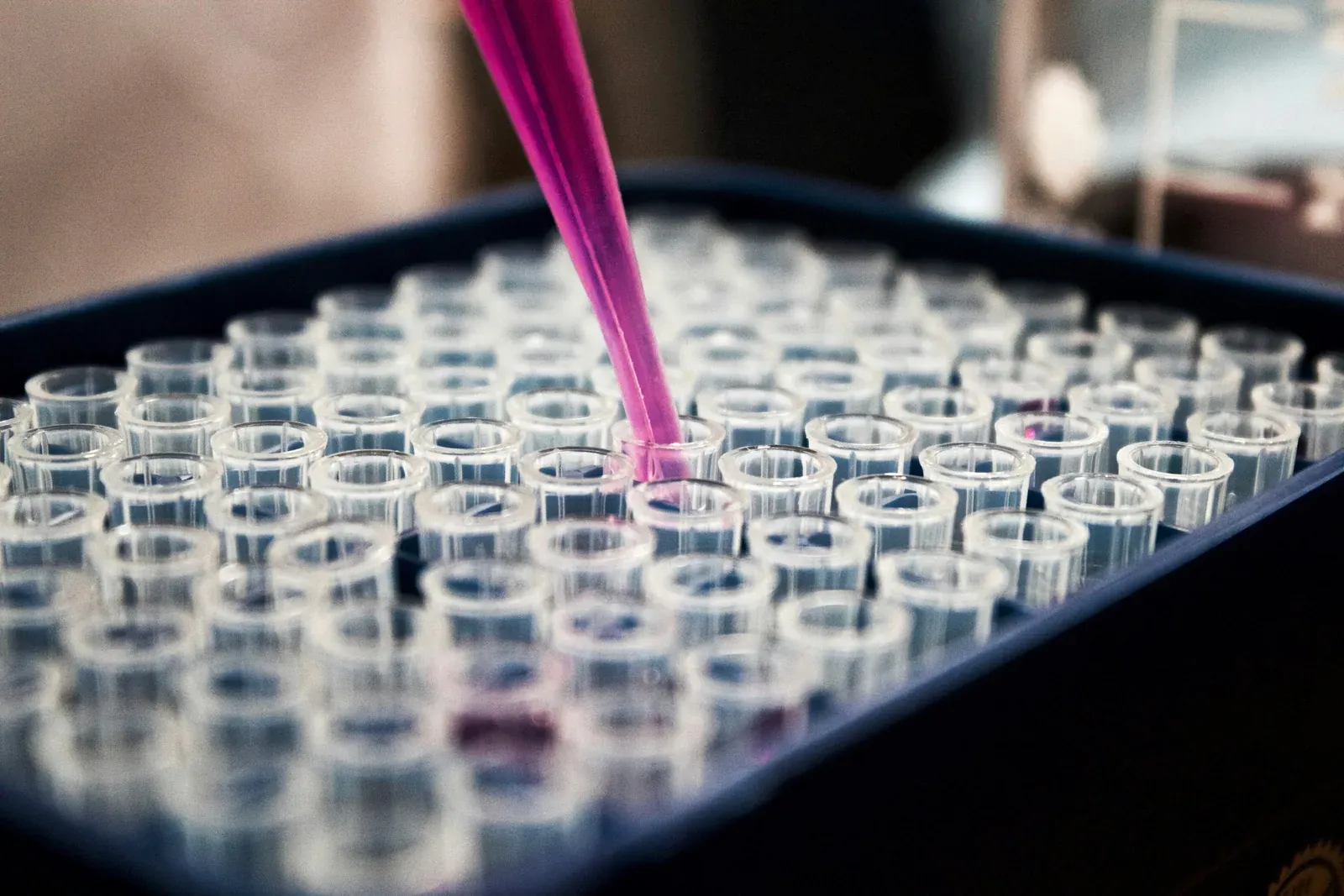 Pipette gibt Flüssigkeit in eine Reihe von Laborröhrchen
